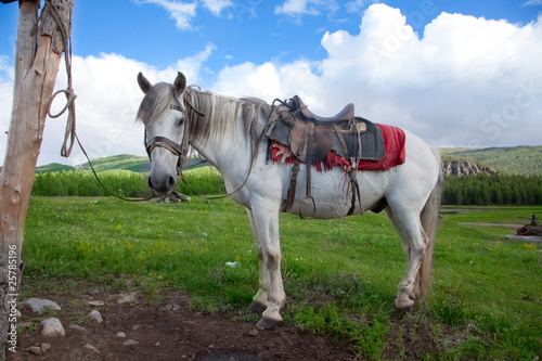 Fototapeta Naklejka Na Ścianę i Meble -  A white horse tied to a post