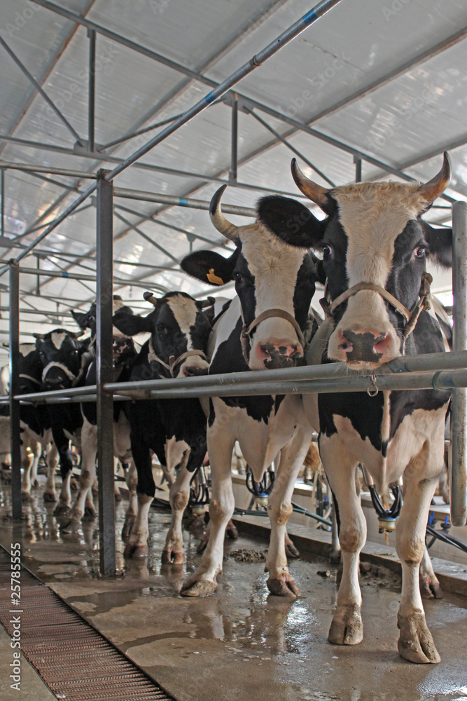 dairy cows dairy cows