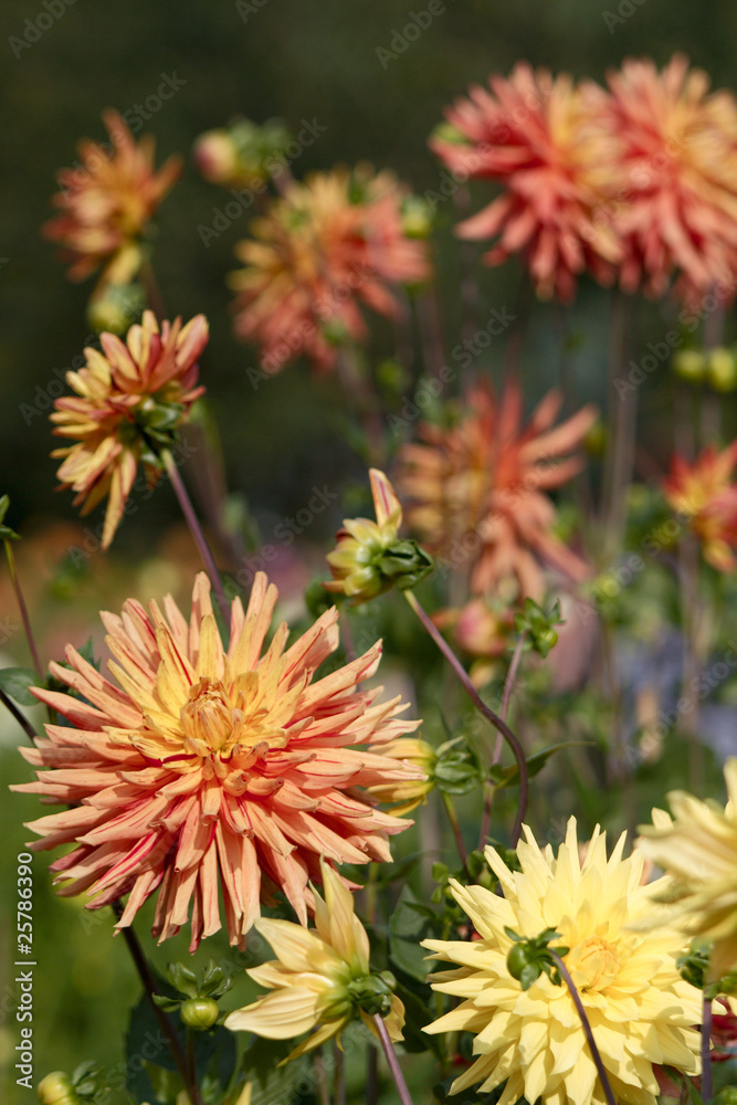 Dahlienblüten Dahlienblüten