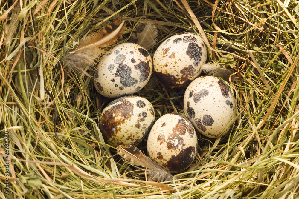 Quail nest Stock Photo Adobe Stock
