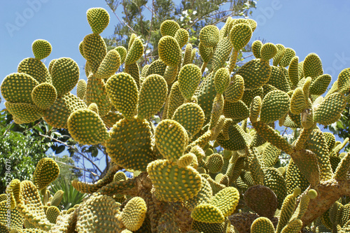 Prickly Pear. Opuntia