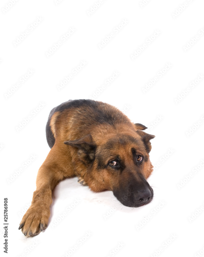 chien berger allemand couché Stock Photo | Adobe Stock