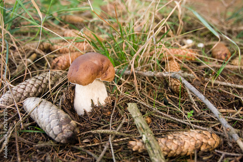 Mushroom in the woods