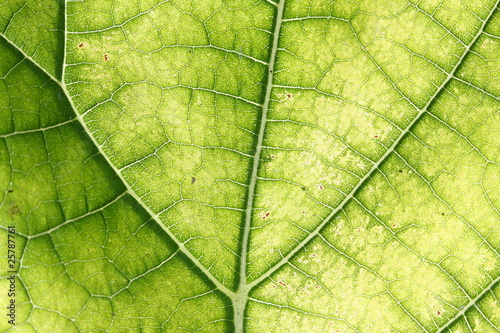 real leaf - paulownia tomentosa photo