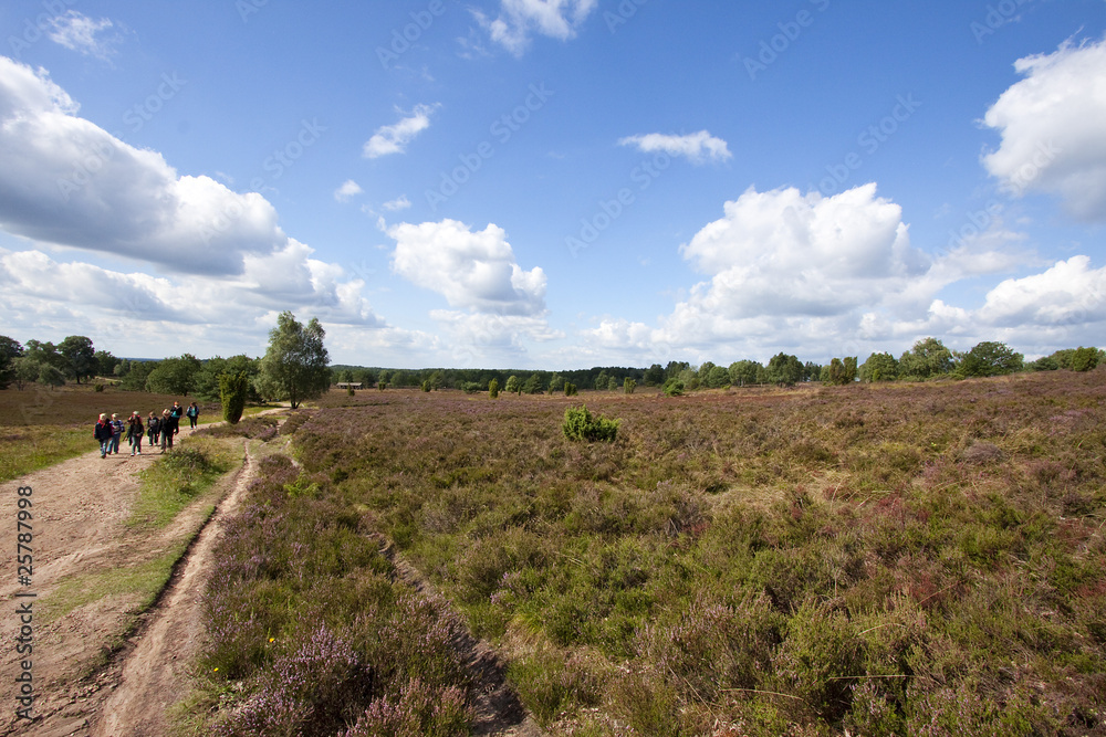 Fototapeta premium Lüneburger Heide