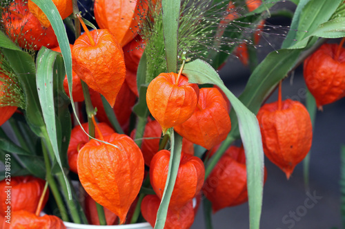 Lampionblume,Physalis alkekengi,