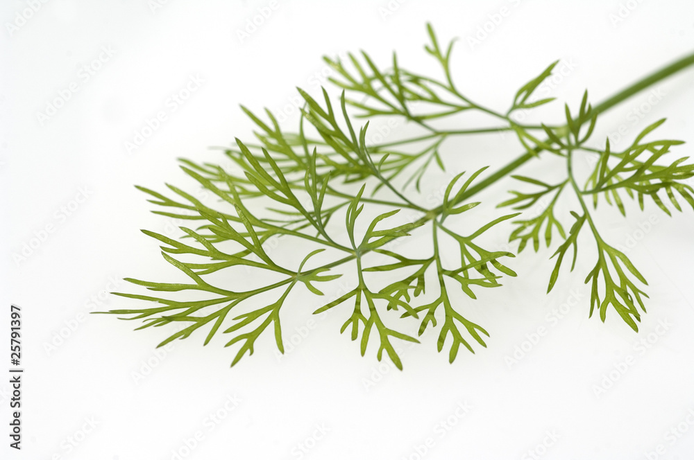 Obraz premium Dillblaettchen; Dill; Anethum graveolens