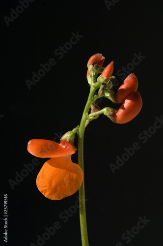 Feuerbohnenbluete; Feuerbohne; Phaseolus coccineus photo