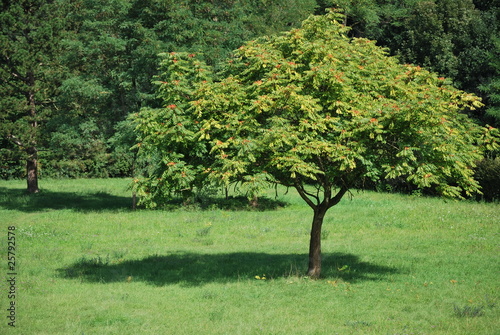 Götterbaum photo