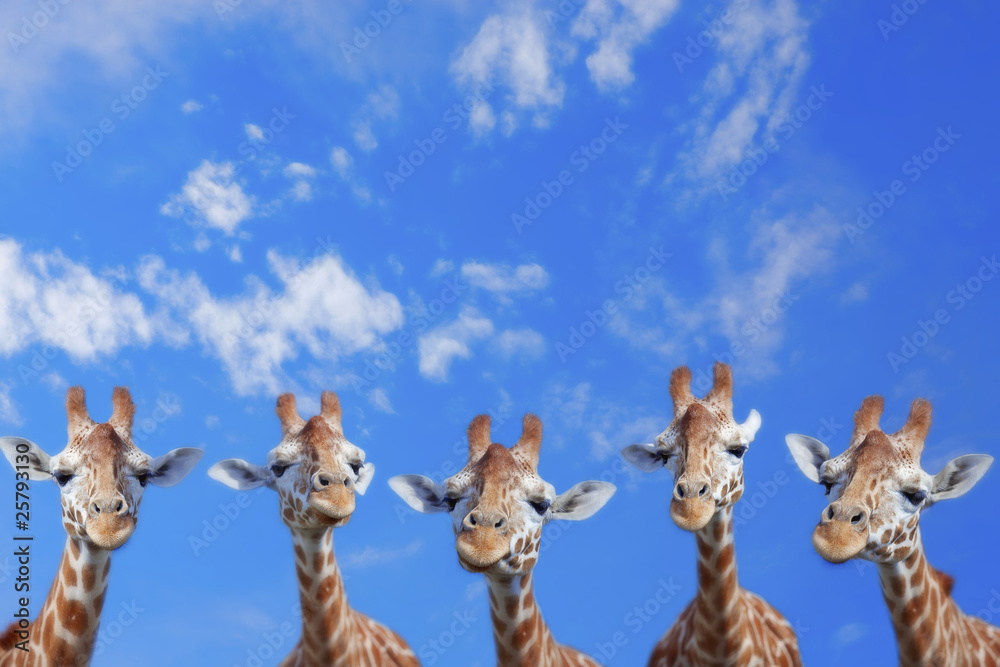 Fototapeta premium Giraffes