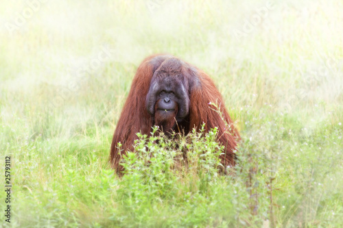 Orangutan
