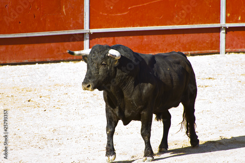 Spanish bull. Bullfight.