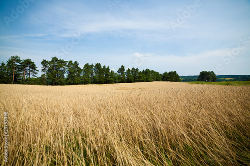 A field of wheat in a sunny day