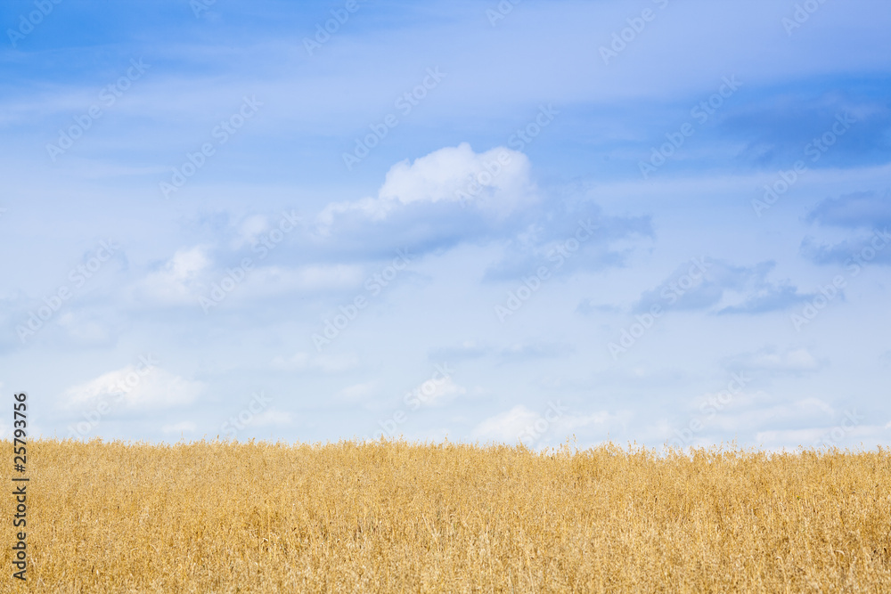 Fototapeta premium Wheat field