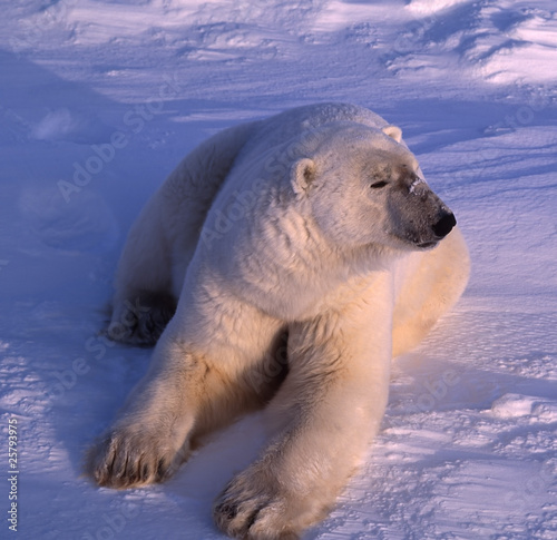 Polar bear in low Arctic sunlight