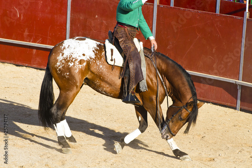 Bullfight on horseback. Typical Spanish bullfight.