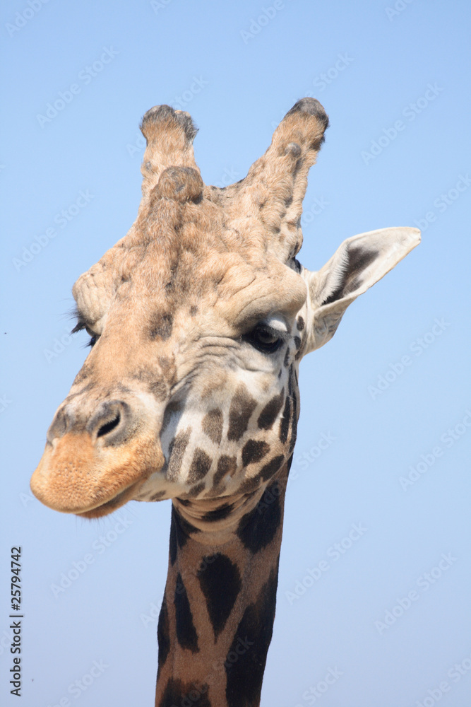 giraffe