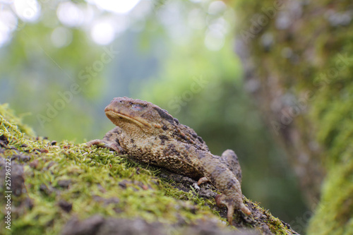 Close-up frog toad (Bufo bufo) with shut an eye