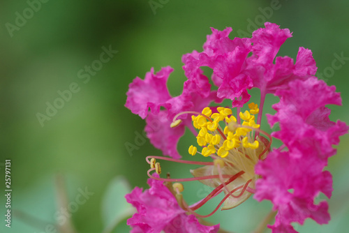 crape myrtle