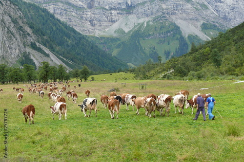 фотографія Bauern in den Bergen beim Almabrieb