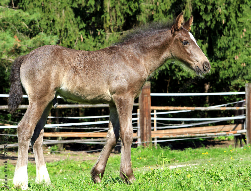 Fototapeta premium Fohlen
