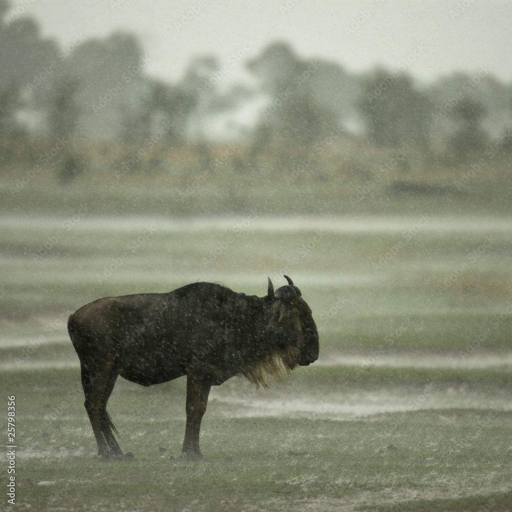 Fototapeta premium Wildebeest standing in the rain in the Serengeti, Tanzania