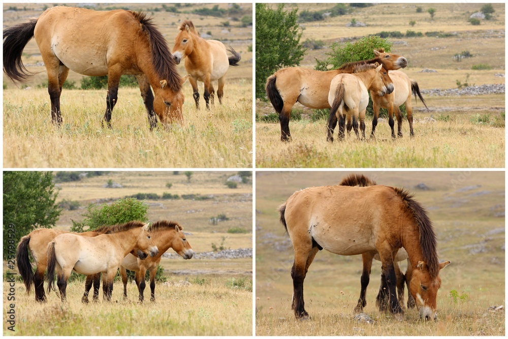 Fototapeta premium cheval de przewalski-Equus przewalskii