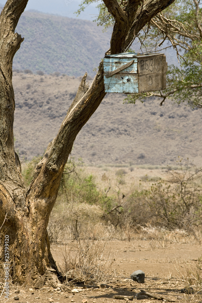 Wooden box in tree in the Serengeti, Tanzania, Africa
