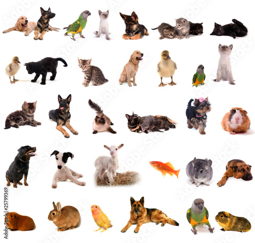 collage animaux photo