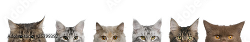 Maine coons, 1 year old, lined up in front of white background