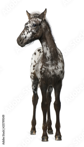 Crossbreed Foal between a Appaloosa and a Friesian horse