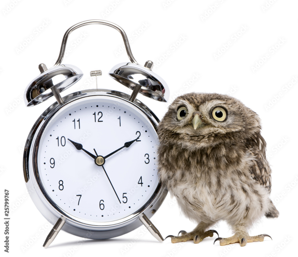 Obraz premium Little Owl standing next to a alarm clock, Athene noctua