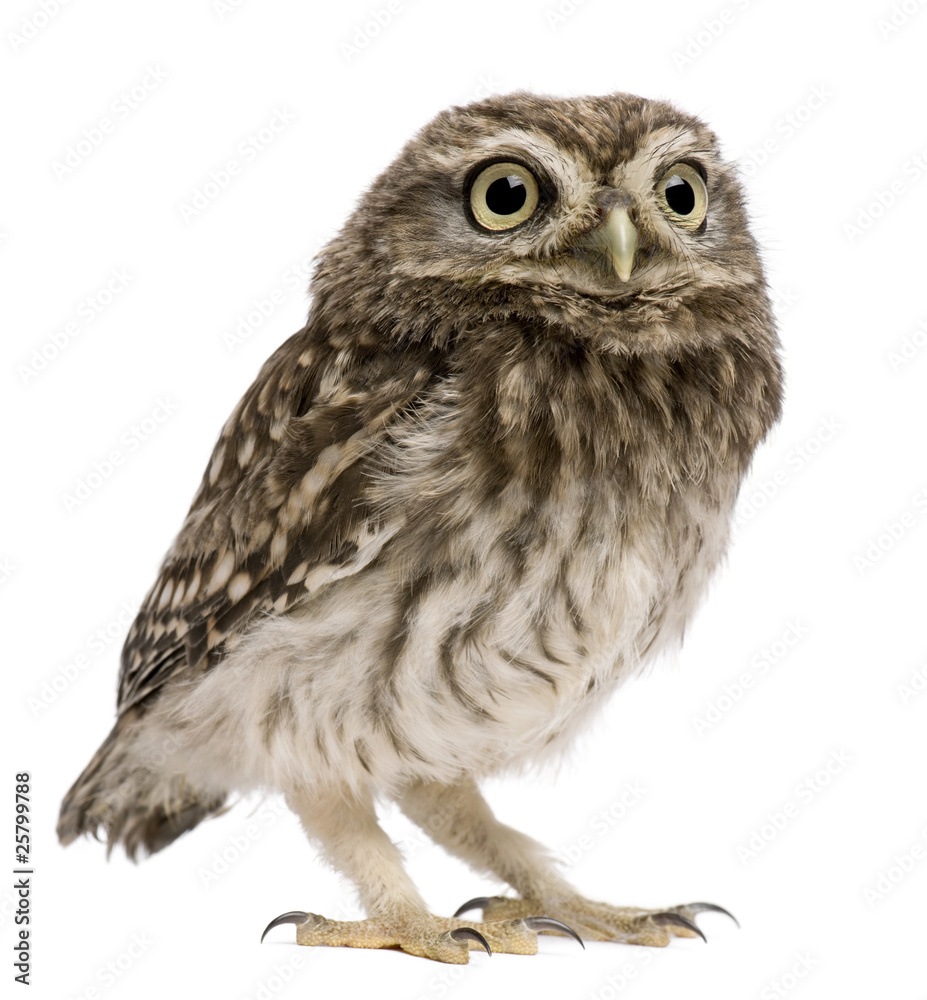 Fototapeta premium Little Owl, 50 dni, Athene noctua