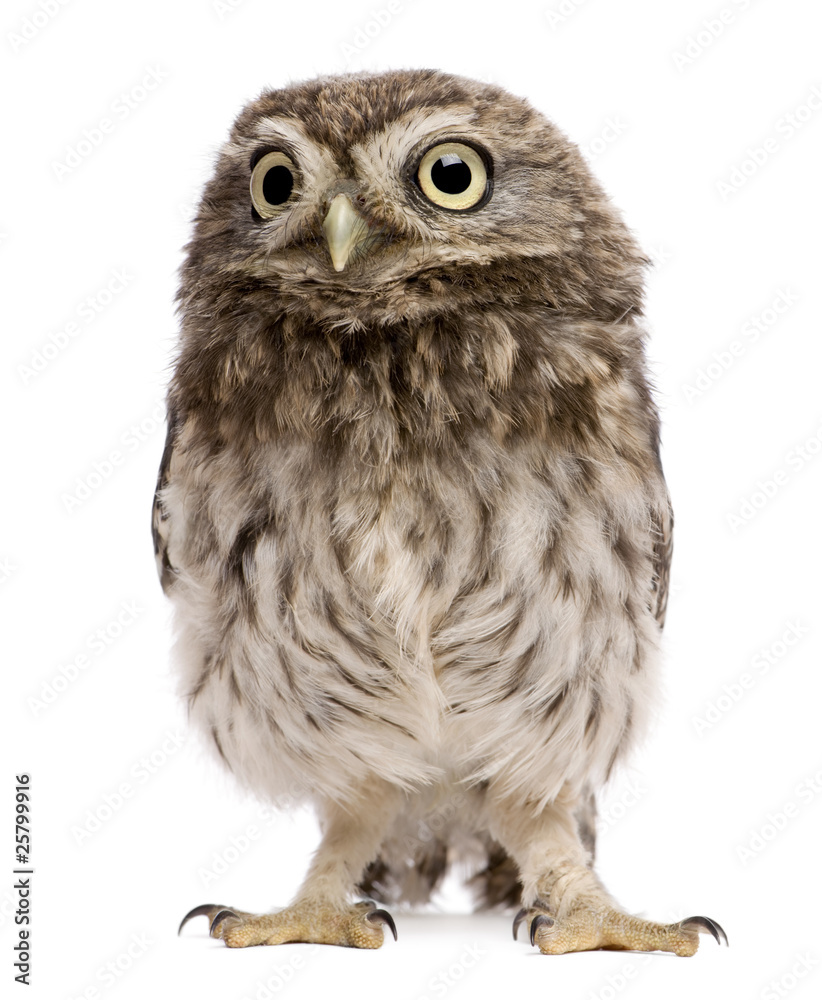 Fototapeta premium Little Owl, 50 days old, Athene noctua