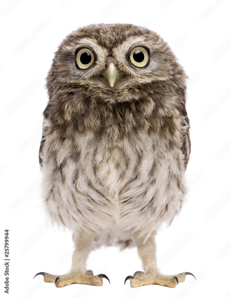 Little Owl, 50 days old, Athene noctua - obrazy, fototapety, plakaty 