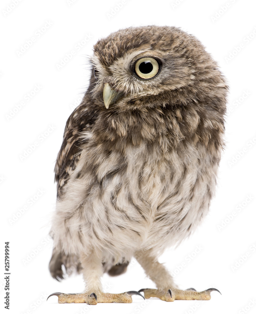Naklejka premium Little Owl, 50 dni, Athene noctua