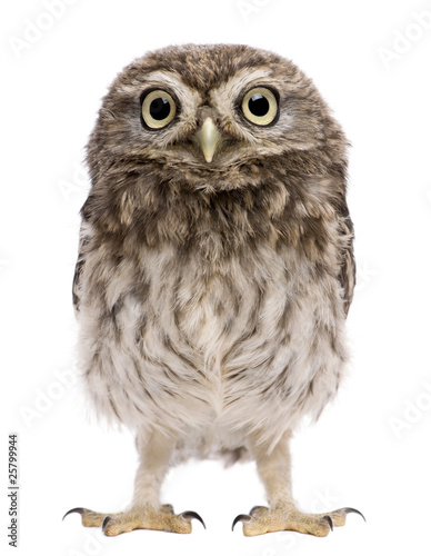 Little Owl, 50 days old, Athene noctua © Eric Isselée