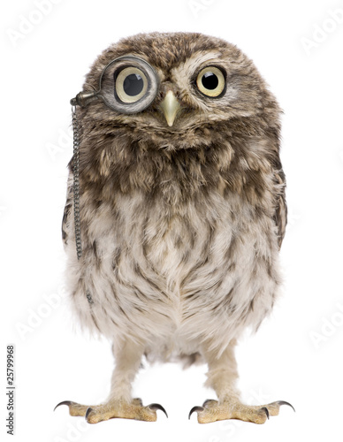 Little Owl wearing magnifying glass, 50 days old, Athene noctua © Eric Isselée