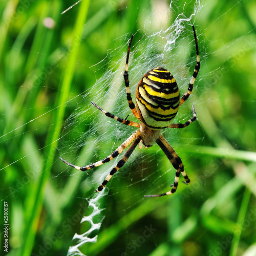 spider in her spiderweb