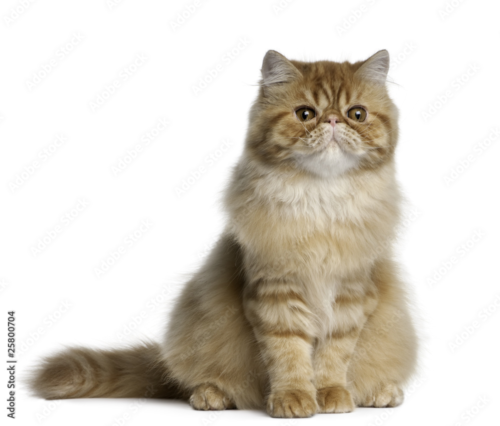 Persian cat, 5 months old, sitting in front of white background