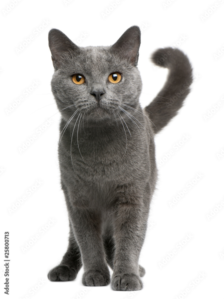 Naklejka Chartreux cat, 16 months old, standing