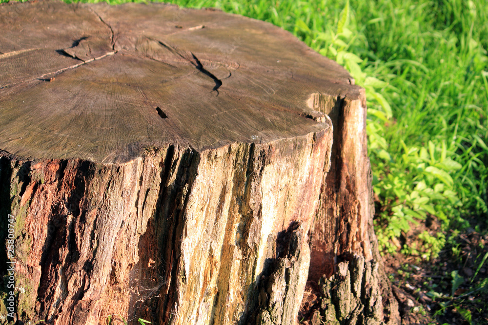 Fototapeta premium tree trunk