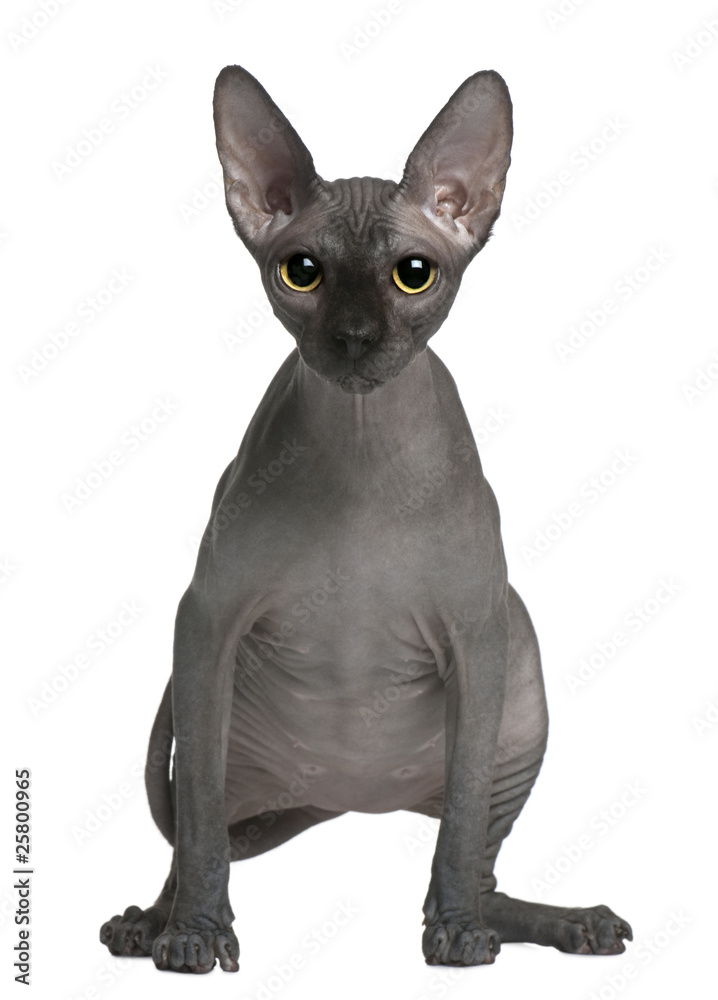 Sphynx cat, 14 months old, standing in front of white background