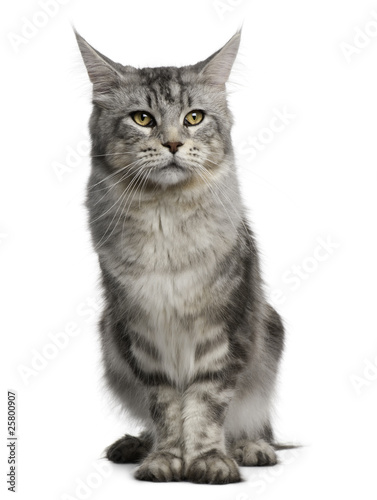 Maine Coon, 13 months old, standing in front of white background