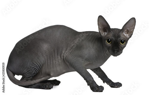 Sphynx cat  14 months old  sitting in front of white background