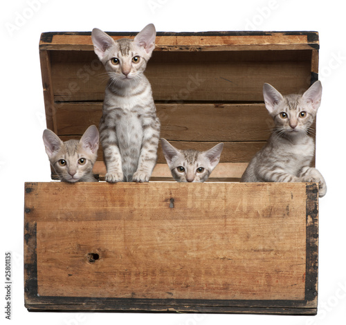 Photography Ocicat kittens, 13 weeks old, emerging from a wooden box