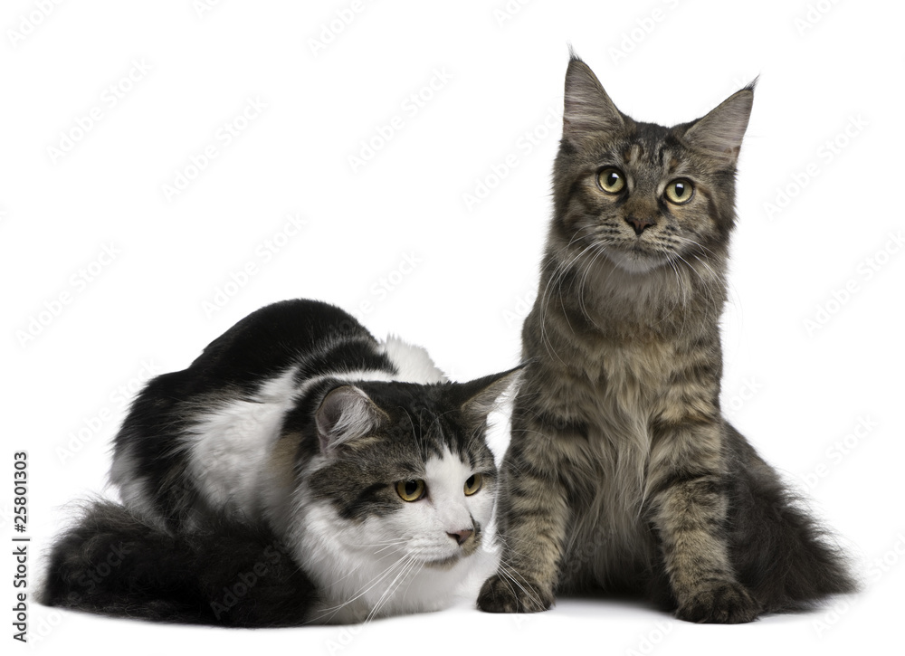 Two Maine Coon Cats, 8 and 9 months old