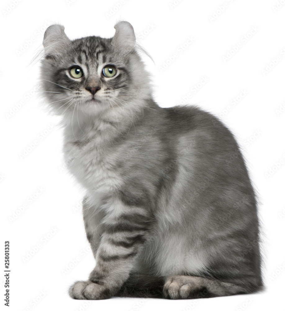 Obraz premium American Curl Kitten, 3 months old, sitting