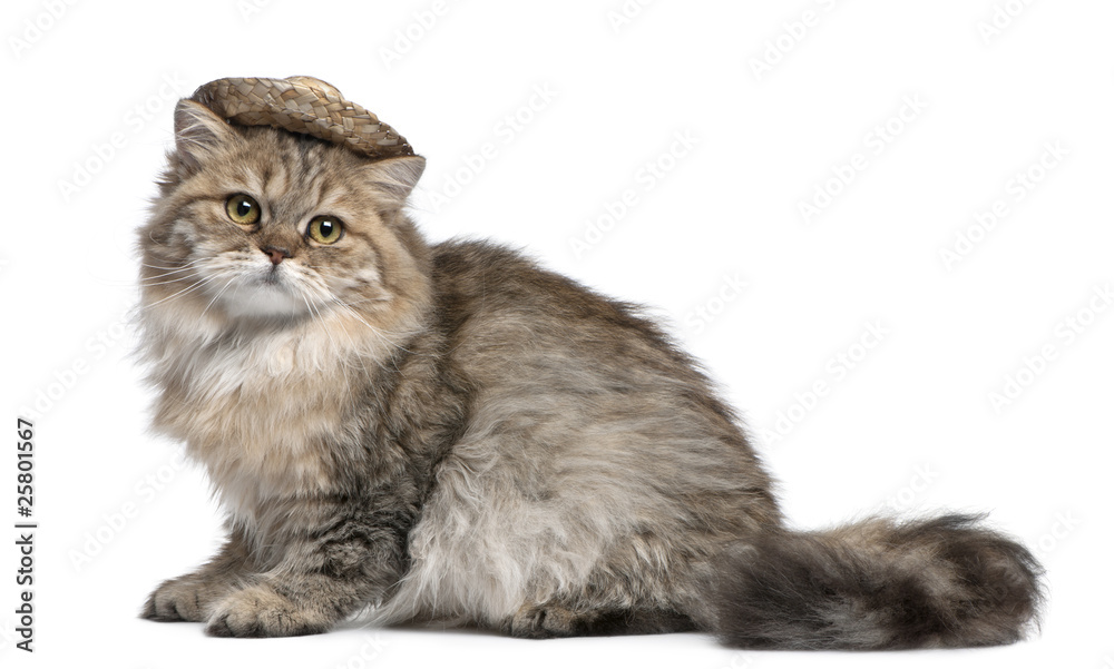 British Longhair kitten wearing straw hat, 3 months old, sitting