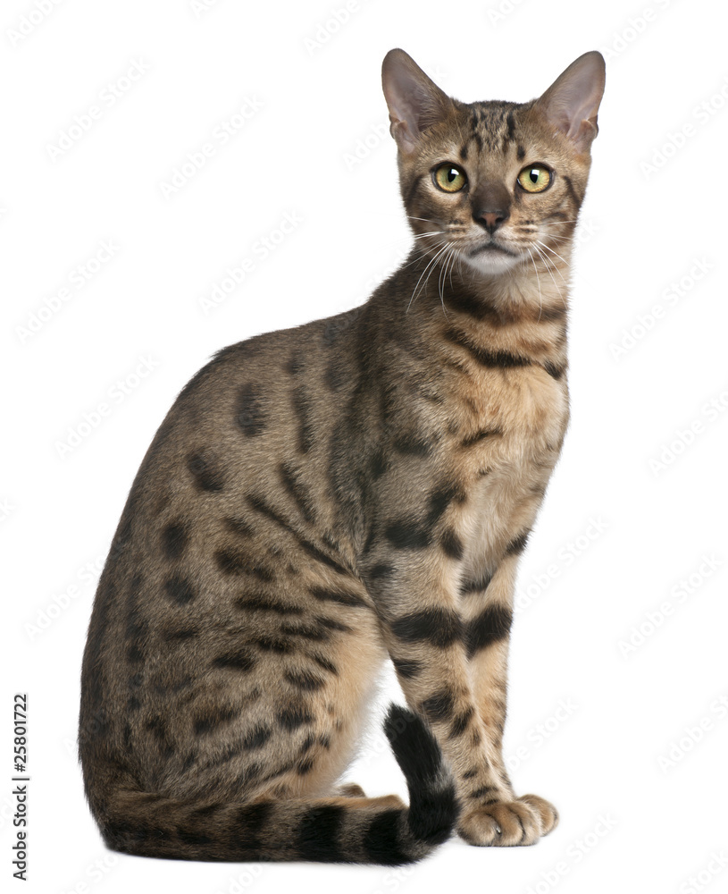 Bengal Cat, 6 months old, sitting in front of white background